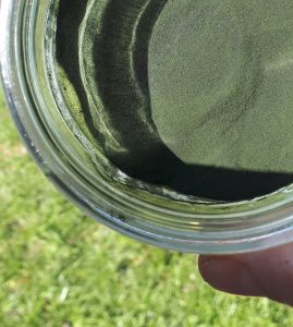 Chlorella